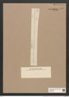 Thalassiothrix frauenfeldii Grun. (de-Toni-Nr.: Genus 67, Species 2669) Zeichnungen Sammlung Grunow Nr. 5449 (NHMW-BOT-W0373865)